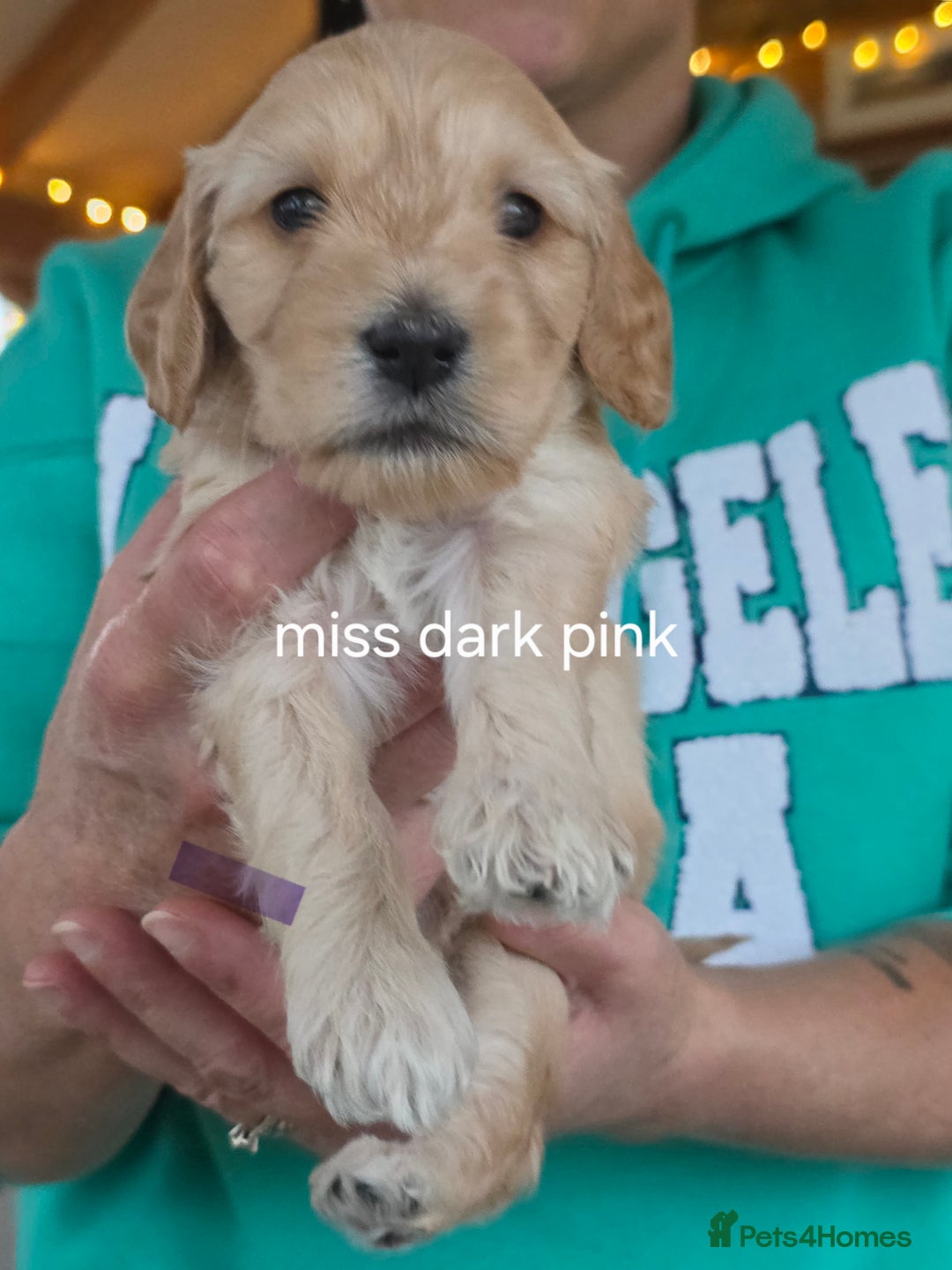 Cockapoo dogs for stud: Silver Phantom Parti Cockapoo for Stud - Advert 14