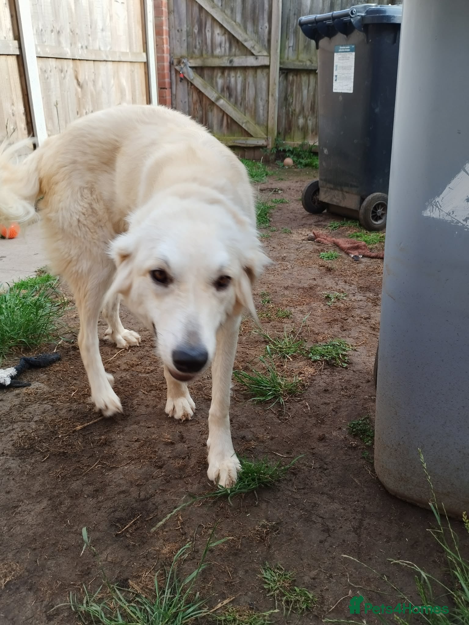 Mixed Breed dogs for adoption: Alaska wants the best home  in Crewe - Advert 7