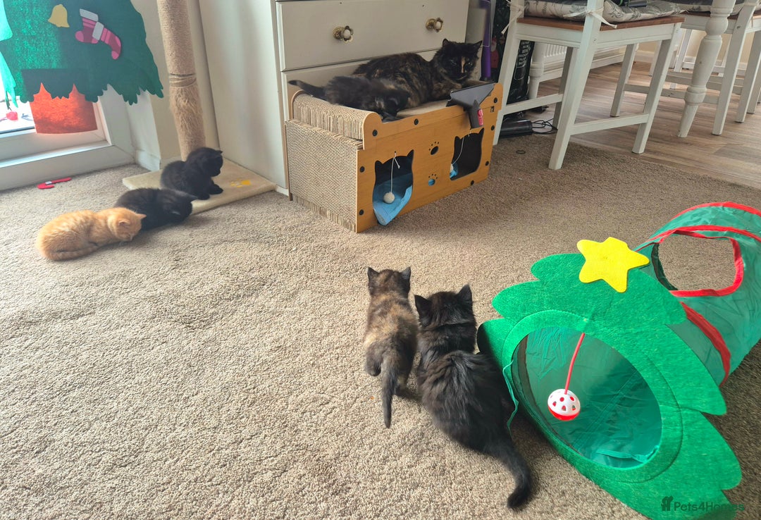 Mixed Breed cats for sale: 😺 VERY FRIENDLY KITTENS 😺 - Advert 19