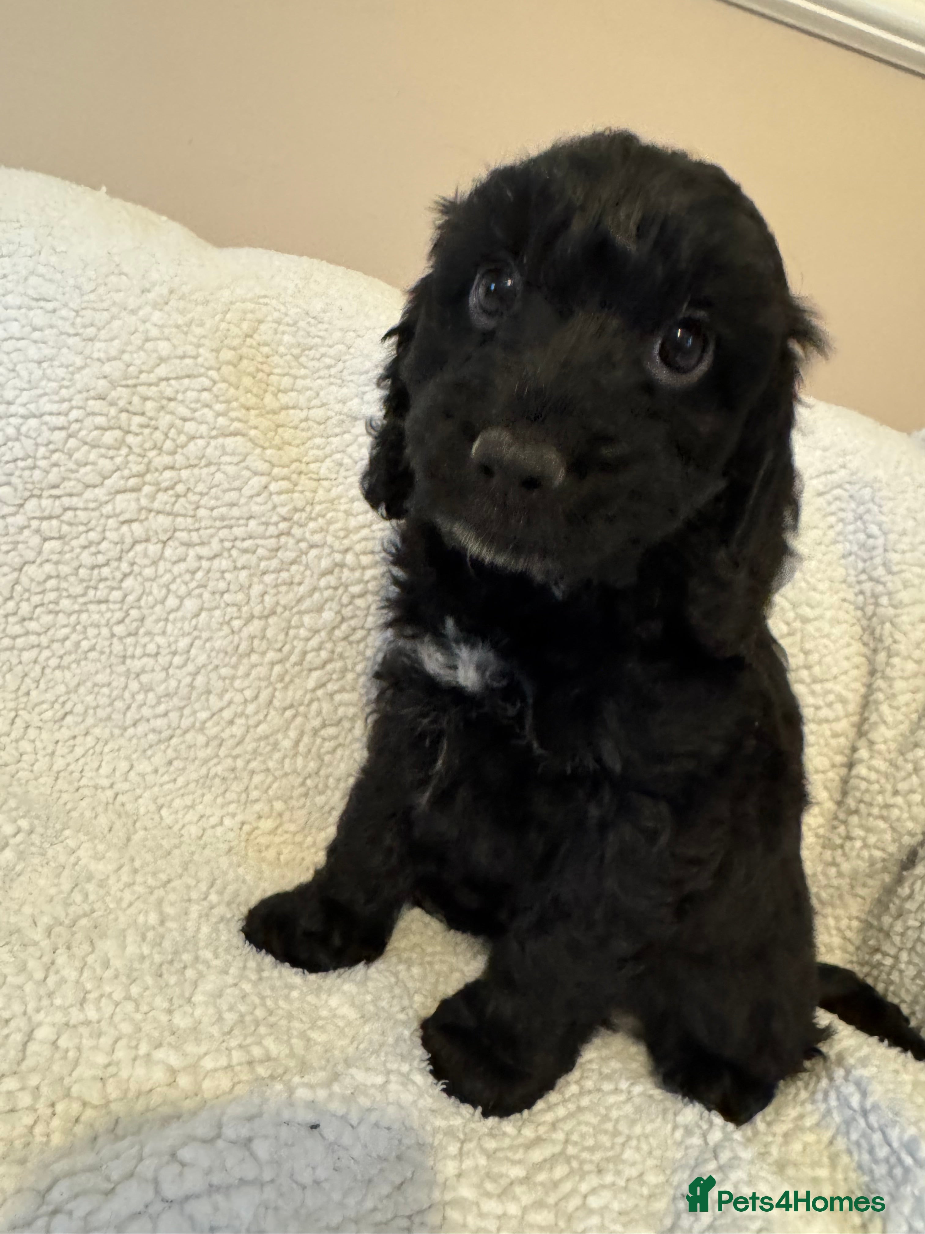 Cockapoo dogs F1 miniature Cockapoos  - Advert 2