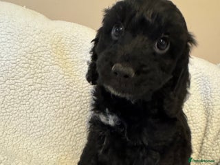 Cockapoo dogs F1 miniature Cockapoos - Advert 8