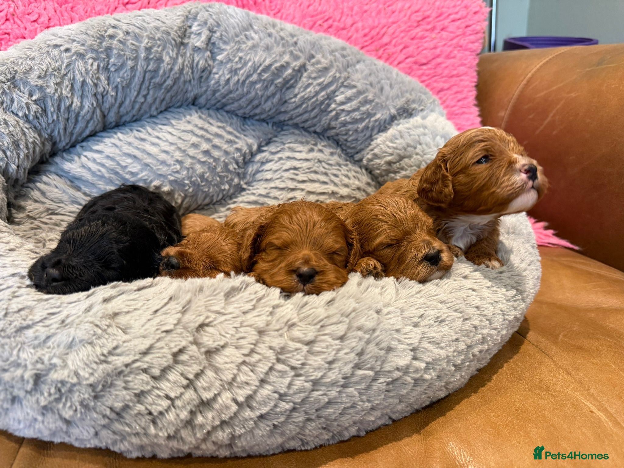 Cavapoo dogs F1 cavapoo 4 girls 1 boy health tested - Advert 1