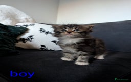 Mixed Breed cats for sale: Adorable kittens ready 12th October!! 🎃 - Image 8
