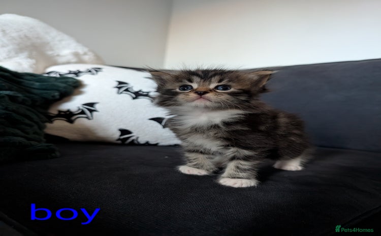 Mixed Breed cats - Advert 10