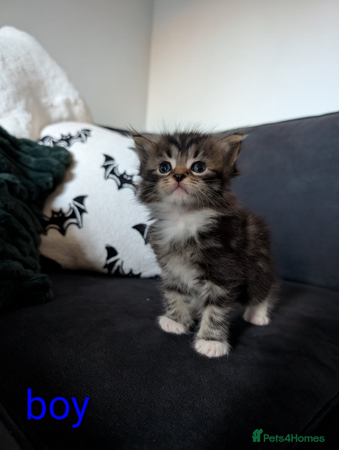 Mixed Breed cats for sale: Adorable kittens ready 12th October!! 🎃 - Image 8