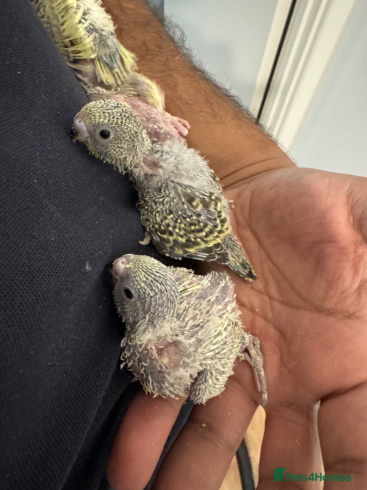 Budgerigars birds Baby budgies - Advert 1