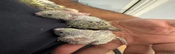 Budgerigars birds for sale: Baby budgies in Sheffield - Advert 1