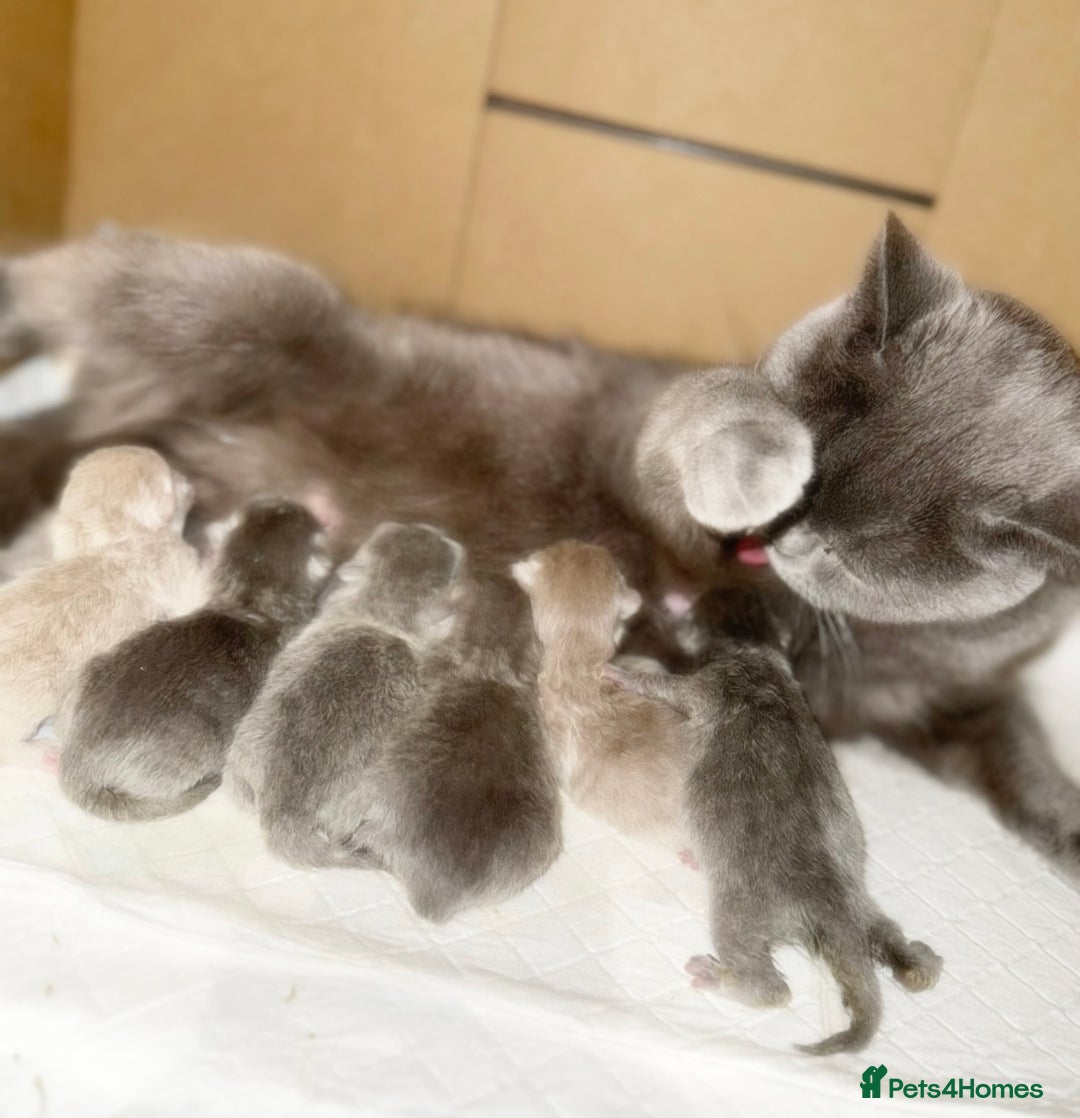 British Shorthair cats for sale: 100% Pure Pedigree Champion line Bsh Reg. Kitten - Advert 2