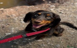 Cocker Spaniel dogs for sale: Cocker Spaniel sale - Image 1