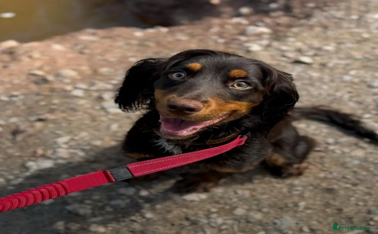 Cocker Spaniel dogs - Advert 1