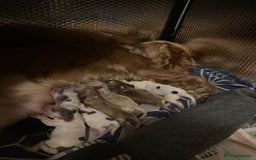 Cocker Spaniel dogs for sale: ‘Show Type’ Cocker Spaniel Puppies. KC Registered. - Image 4