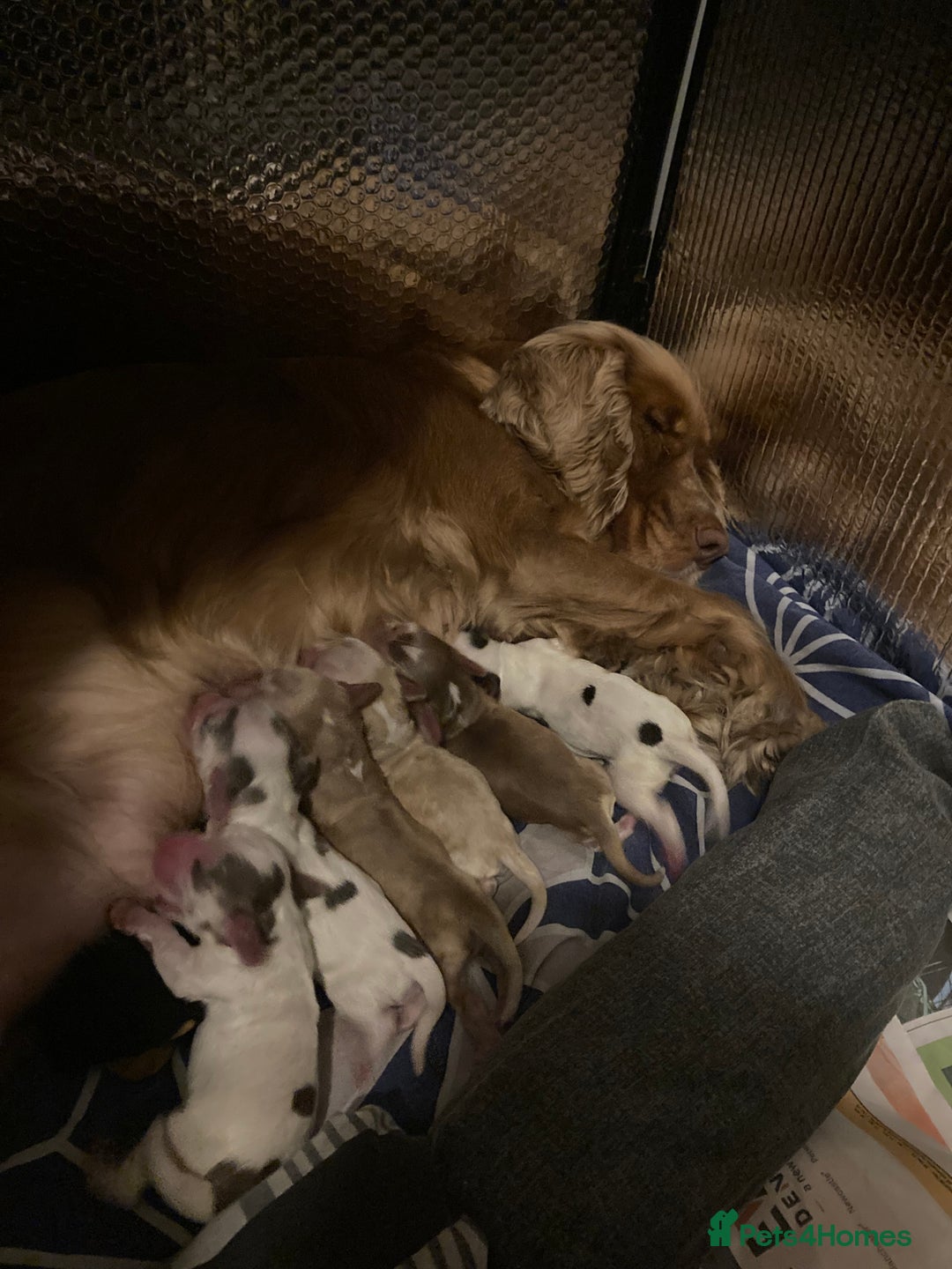 Cocker Spaniel dogs for sale: ‘Show Type’ Cocker Spaniel Puppies. KC Registered. - Image 4