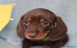 Dachshund dogs for sale: Miniature dachshund  - Image 4