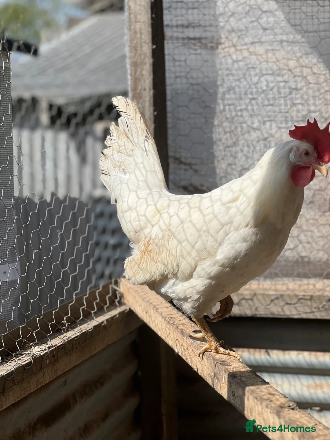 Chickens poultry for sale: Leghorn laying hens - Advert 1