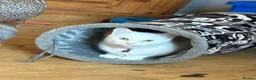 Mixed Breed cats for sale: Brother and sister - Advert 7