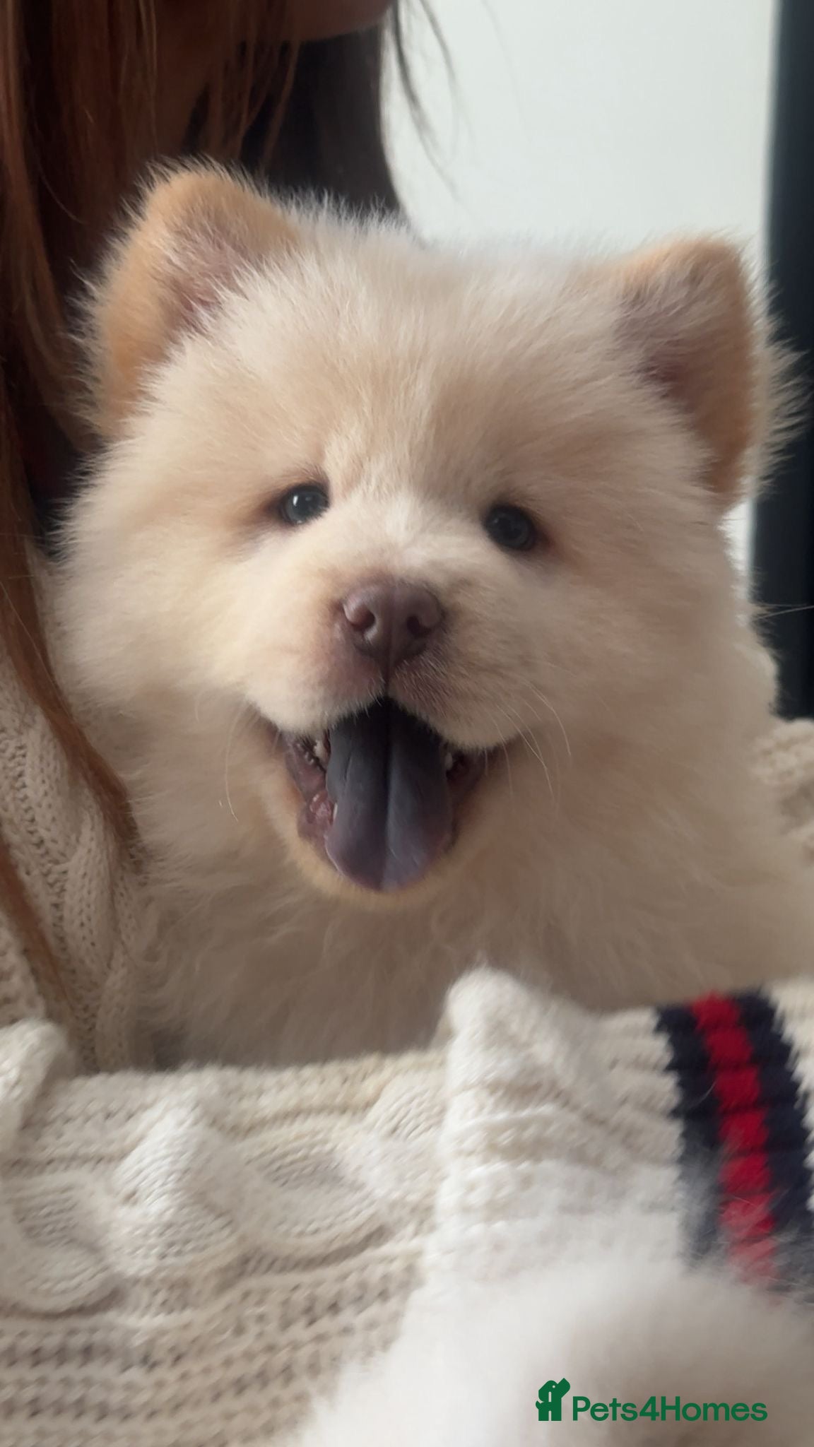 Chow Chow dogs Only 1 left ready, stunning chow chow puppy !!  - Advert 1