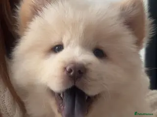 Chow Chow dogs Only 1 left ready, stunning chow chow puppy !! - Advert 1