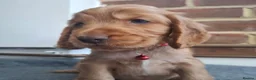 Cocker Spaniel dogs for sale: Adorable show type cocker spaniel puppies  - Advert 9
