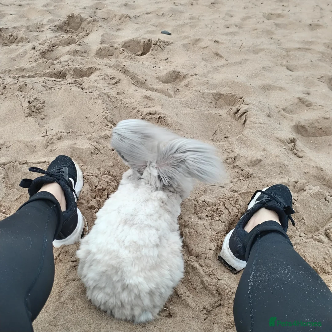 Angora rabbits for sale: Pure Breed Full Face Angora  - Advert 2