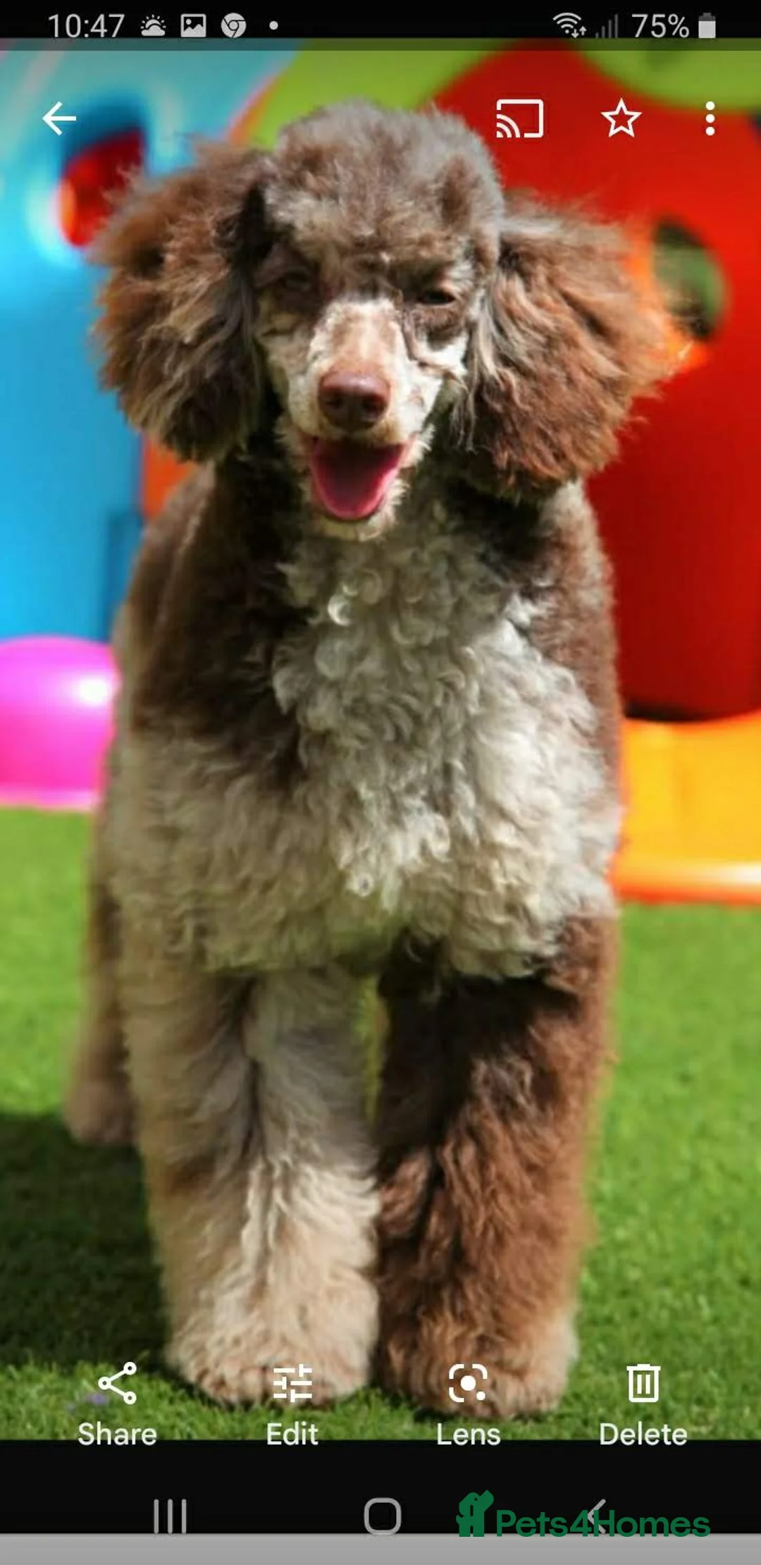 Miniature Poodle dogs for stud: Proven Chocolate Merle Poodle available for stud in Saint Austell - Advert 14