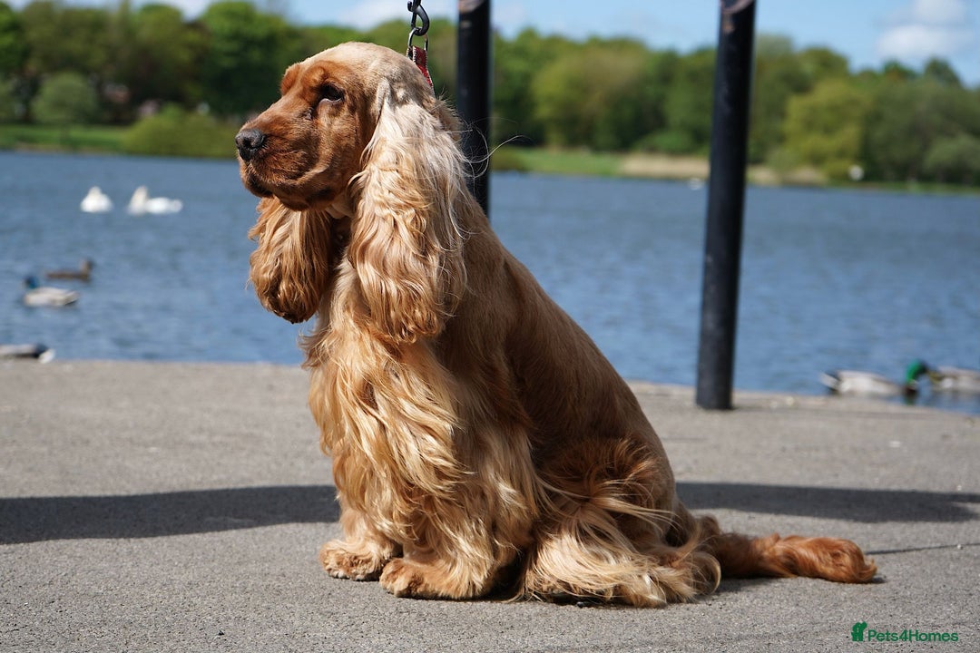 Cocker Spaniel dogs for stud: CHAMP KC SHOW TYPE COCKER SPANIEL FULL Health test in Pudsey - Image 8