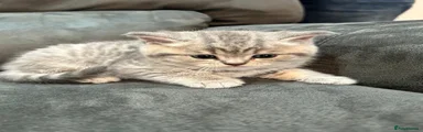 British Shorthair Kitten 1