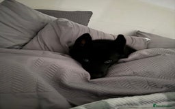 Siberian Husky dogs for sale: This is Loki  - Image 1
