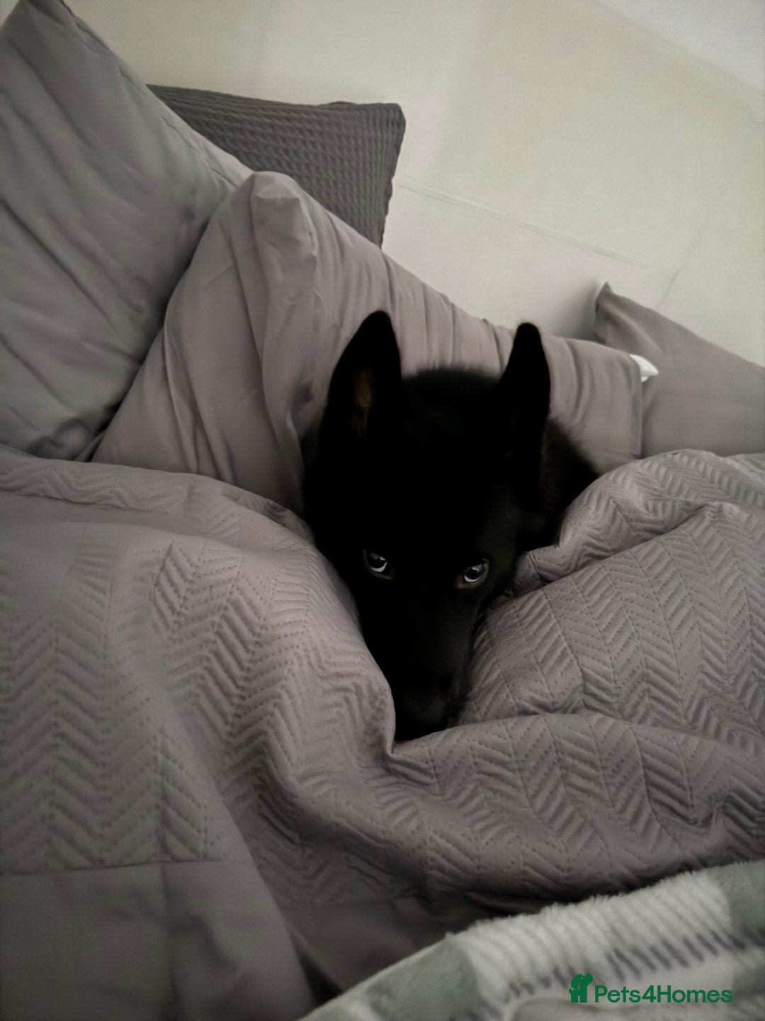 Siberian Husky dogs for sale: This is Loki  - Image 1