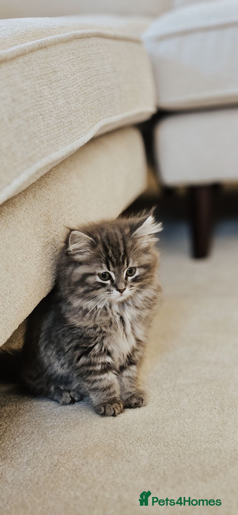 Siberian cats 🐾 Stunning Purebred Siberian Kittens–Ready Now 🐾 - Advert 2