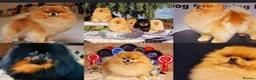Pomeranian dogs for sale: Stunning pomeranians for sale both parents KC  in Ely - Advert 13