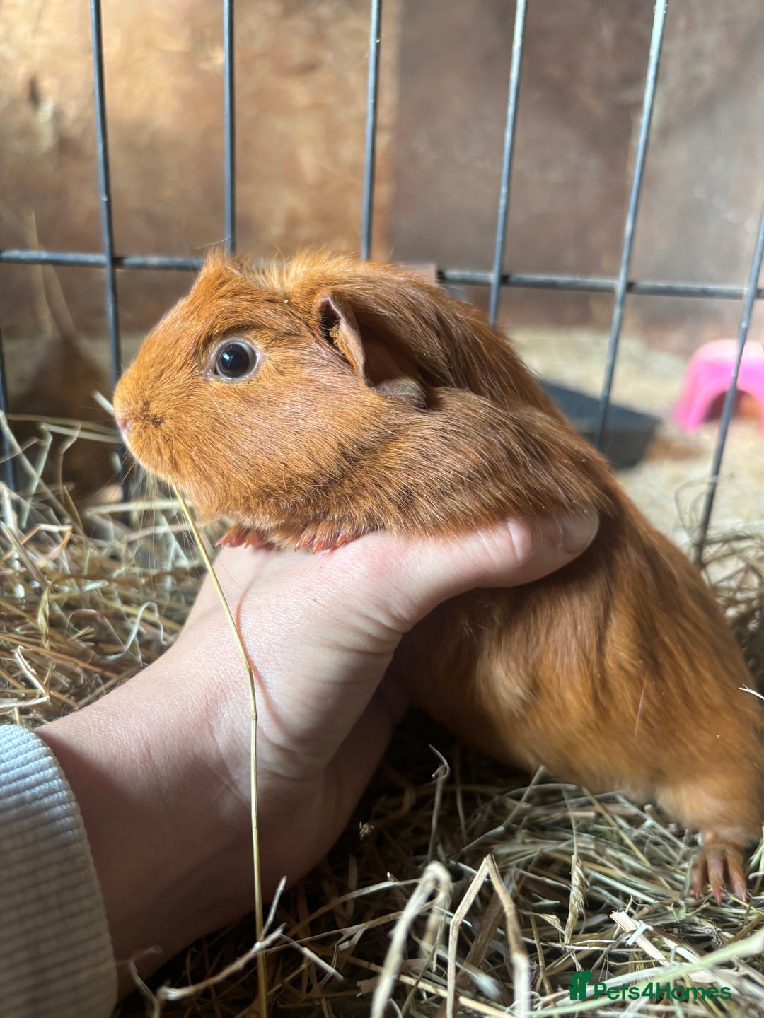 Guinea Pig rodents for sale: Beautiful Young GuineaPigs  - Image 9