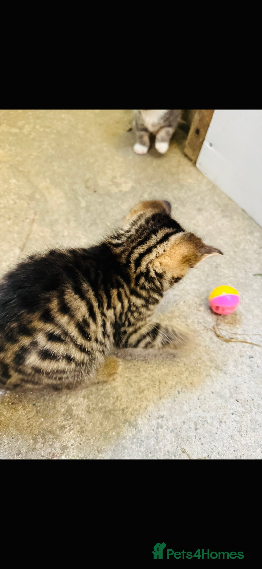 British Shorthair cats for sale: Beautiful kittens for sale - Image 18
