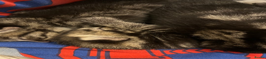 British Shorthair Kitten 3