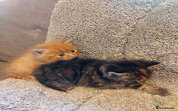 British Longhair cats for sale: Kittens for sale. - Image 7