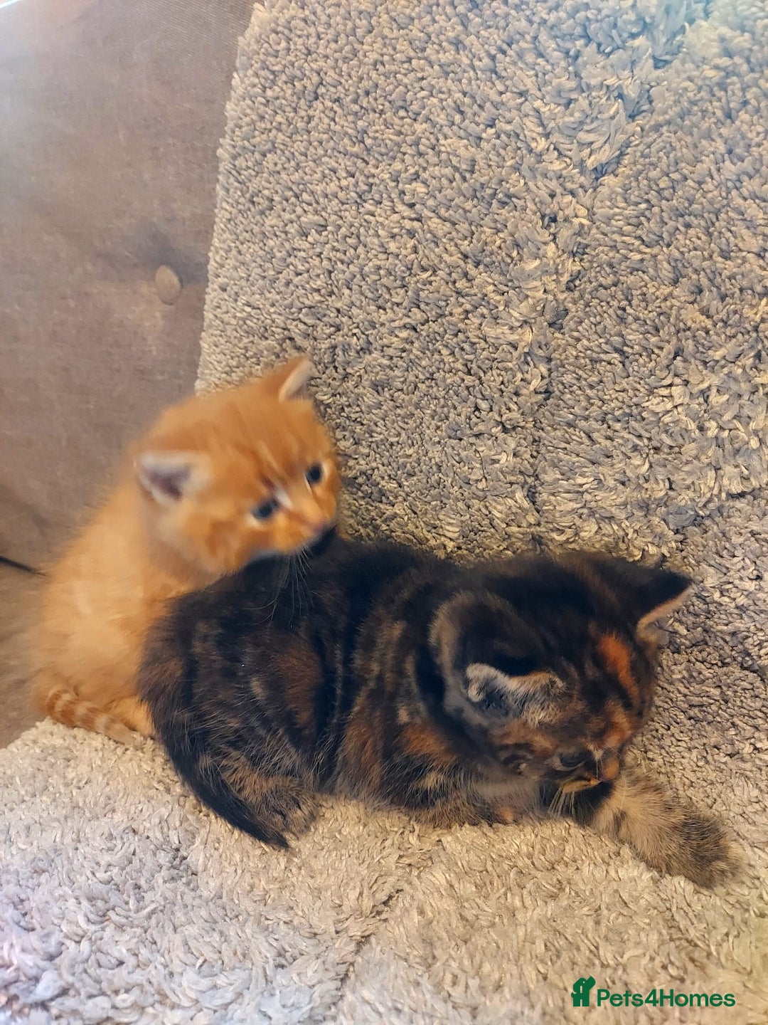 British Longhair cats for sale: Kittens for sale. - Image 7