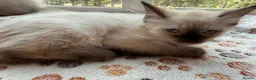 Ragdoll cats for sale: 4 Handsome boy Pure Ragdolls - Advert 1