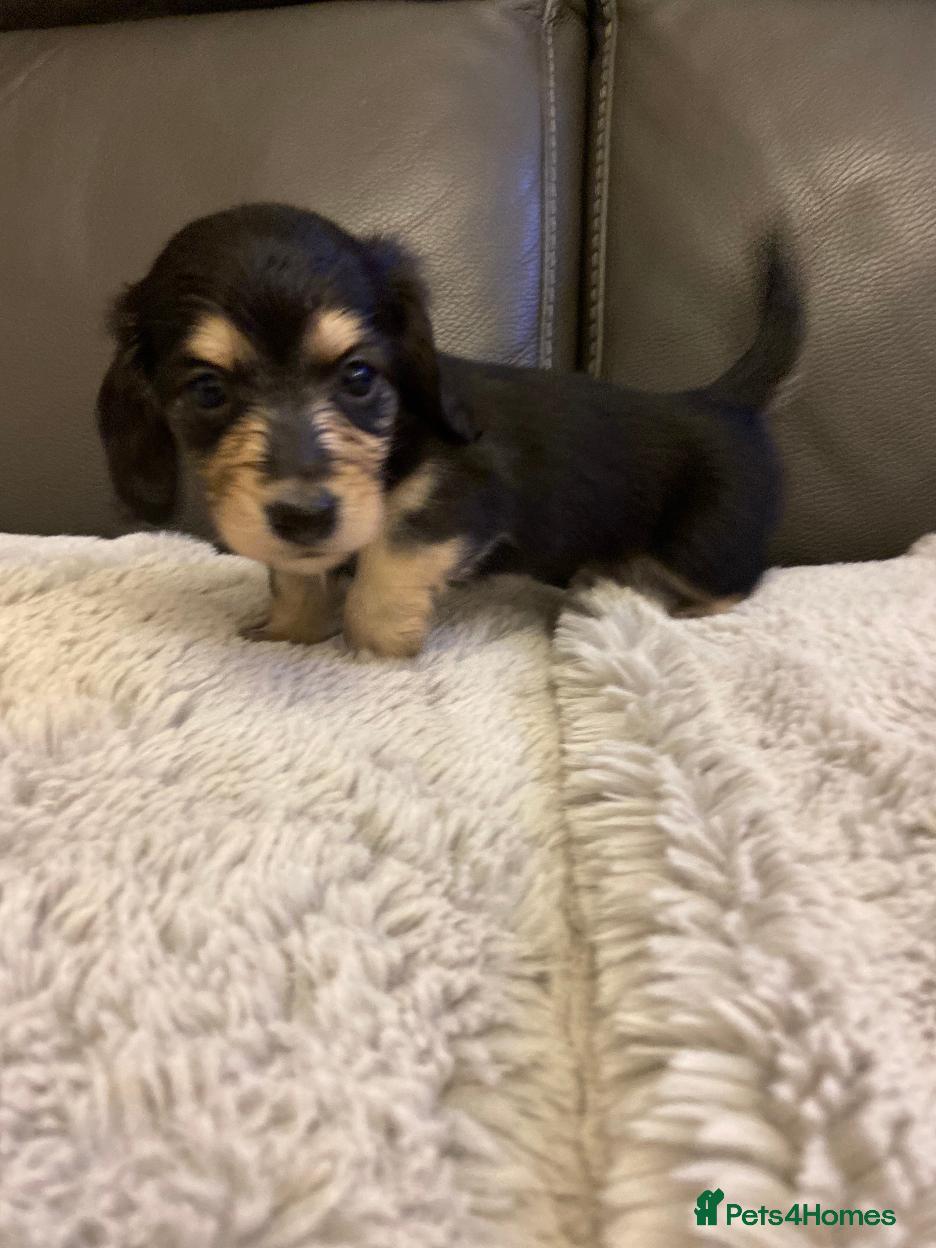 Dachshund dogs kC Longhair miniature dachshunds  - Advert 8