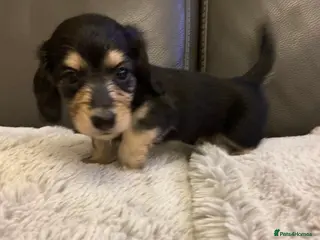 Dachshund dogs kC Longhair miniature dachshunds - Advert 8