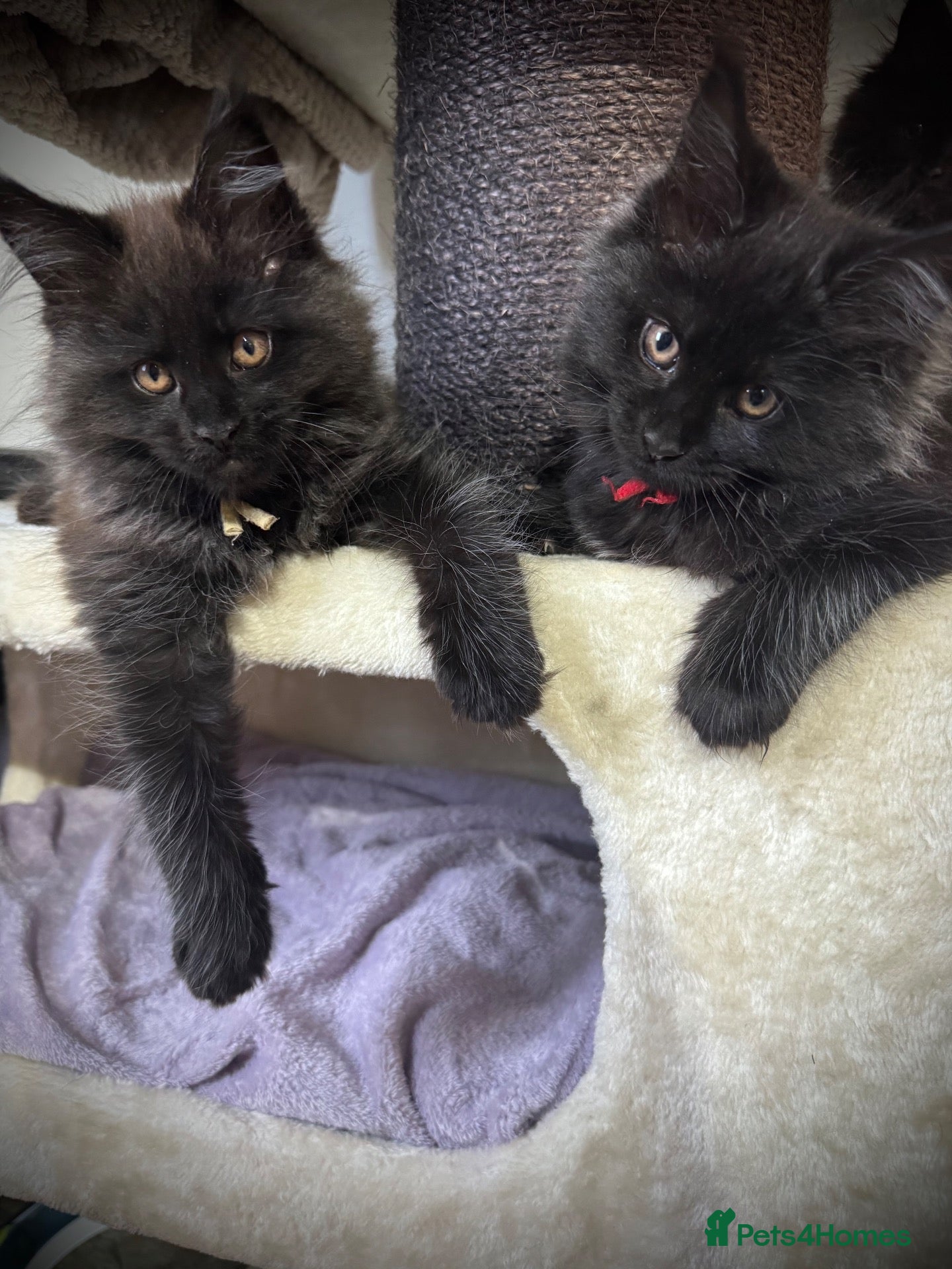 Maine Coon cats for sale: **TICA registered Black Maine Coon Kittens** - Advert 16