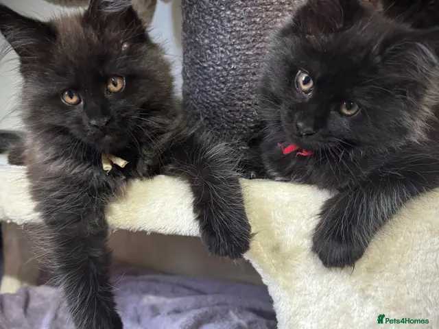 Maine Coon cats for sale: **TICA registered Black Maine Coon Kittens** - Advert 16