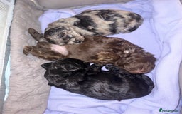Shihpoo dogs for sale: Ready now Stunning Shihpoo puppies - Image 12