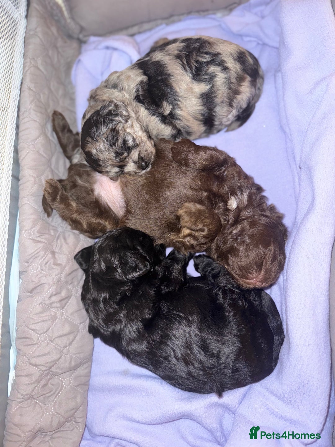 Shihpoo dogs for sale: Ready now Stunning Shihpoo puppies - Image 12