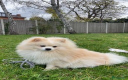Pomeranian dogs for sale: Loui (Boy) - Advert 3
