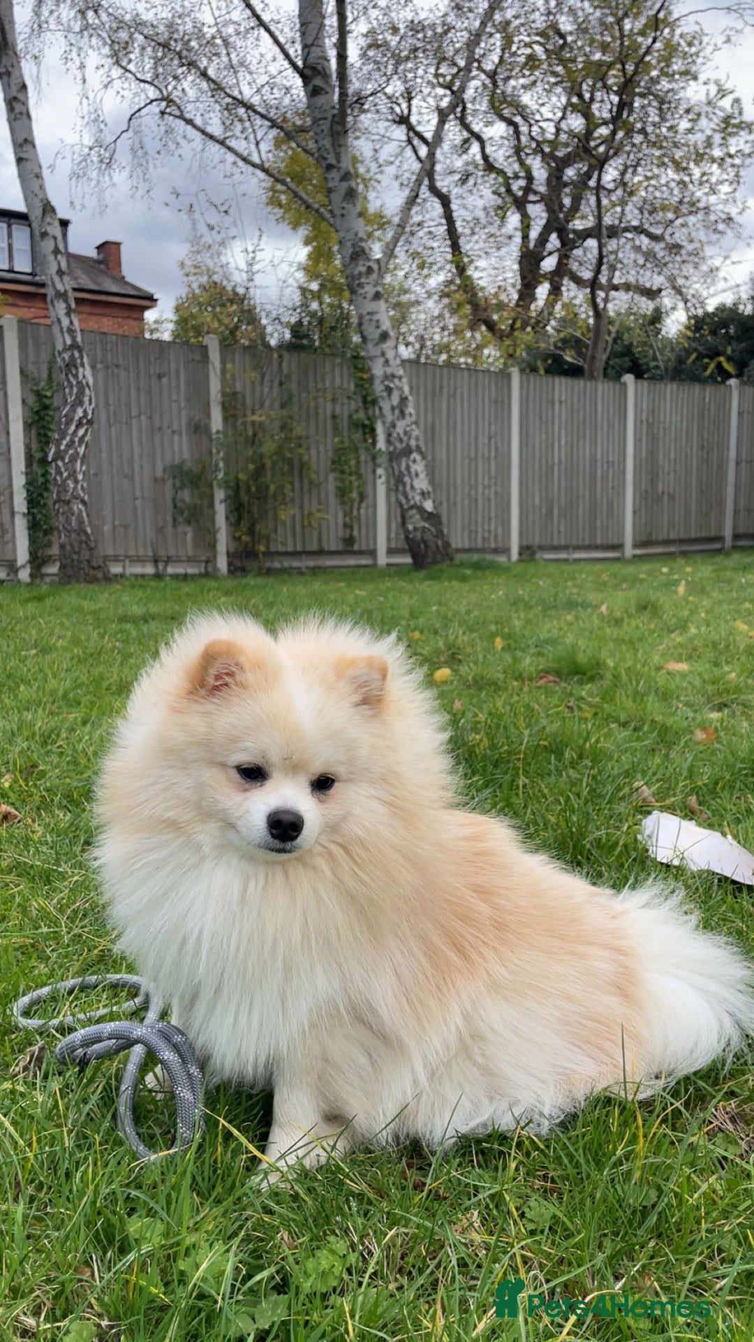 Pomeranian dogs for sale: Loui (Boy) - Advert 3