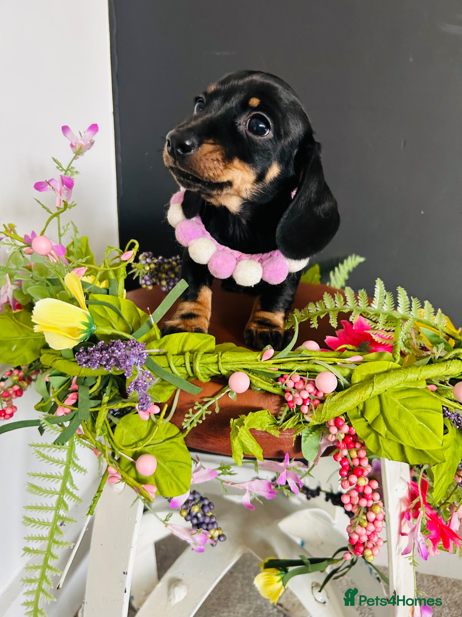 Miniature Dachshund dogs True Miniatures 5 star Breeder ⭐️⭐️⭐️⭐️⭐️ - Advert 3