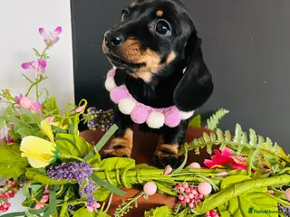 Miniature Dachshund dogs True Miniatures 5 star Breeder ⭐️⭐️⭐️⭐️⭐️ - Advert 3