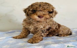 Cockapoo dogs for sale: Unique & stunning full DNA tested Cockapoo puppies - Image 21