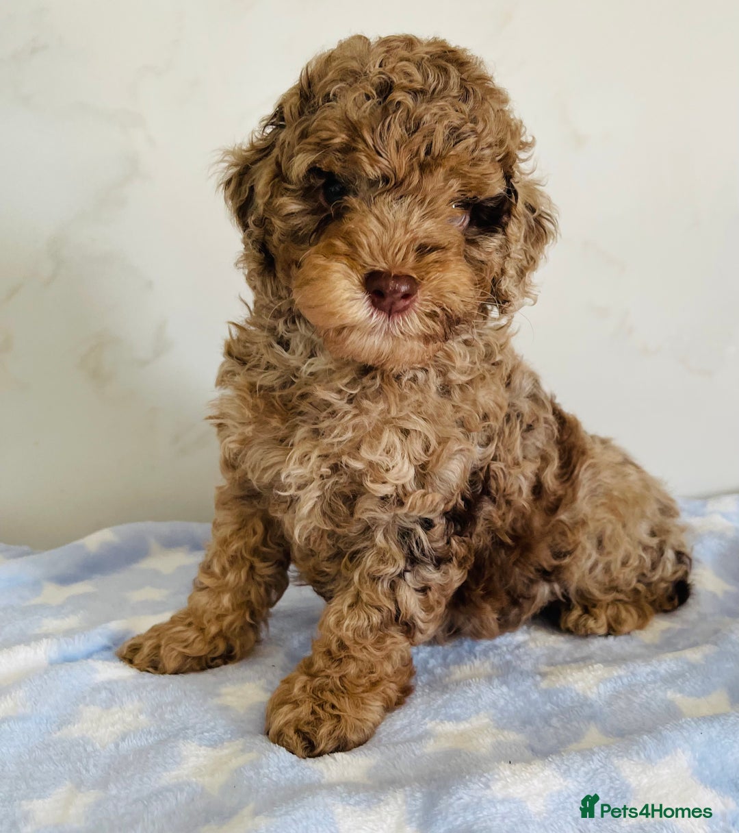 Cockapoo dogs for sale: Unique & stunning full DNA tested Cockapoo puppies - Image 21