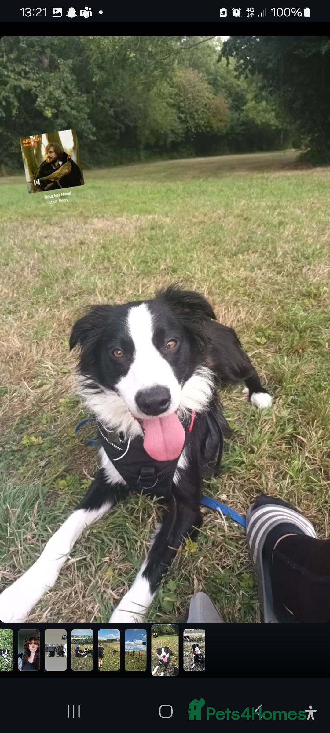 Border Collie dogs for sale: BaileyBoy - Advert 3