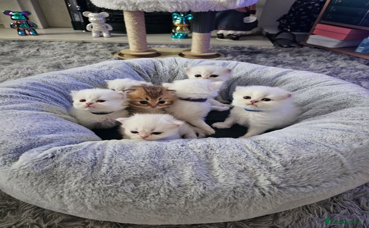 British Longhair cats - Advert 4